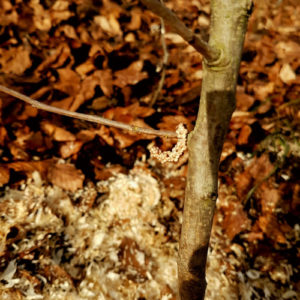 Mybluetree wildbirne Blätter Äste Boden