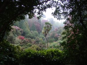 Tropischer Wald Bäume Palmen dunkel hohe Luftfeuchtigkeit