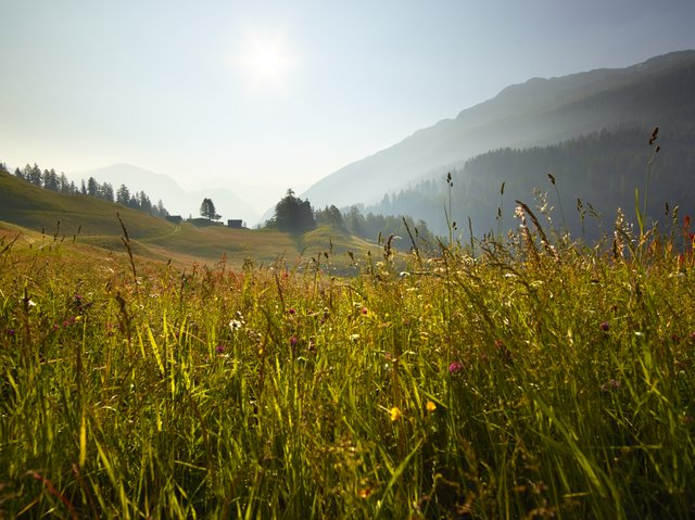 Landschaft Rasen hoch wild Baum Wiese Blumen Sonne Hügel