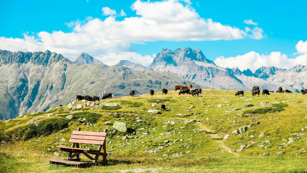 Alpen Kühe grasen Berge Bank Bänkli Holz